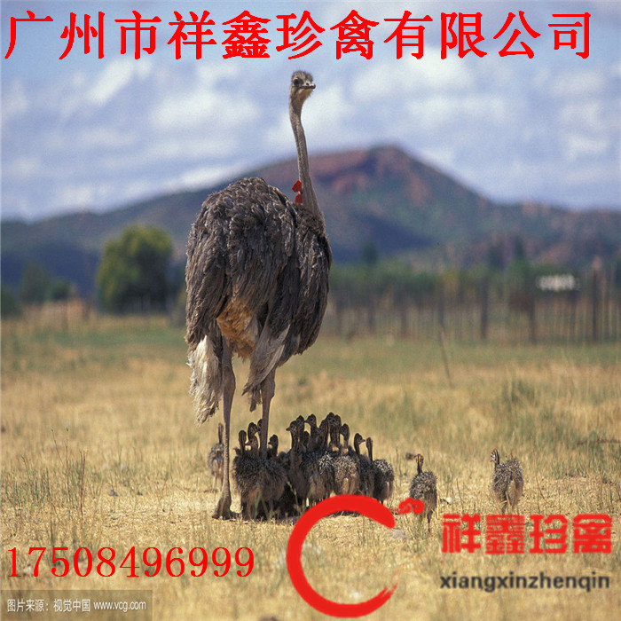 鸵鸟的性器官在成熟前都很小;雄性鸵鸟具交配器,在交配季节,成熟雄鸟
